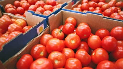 [18.99.0004] TOMATE M BANDEJA  6 KG CAT I